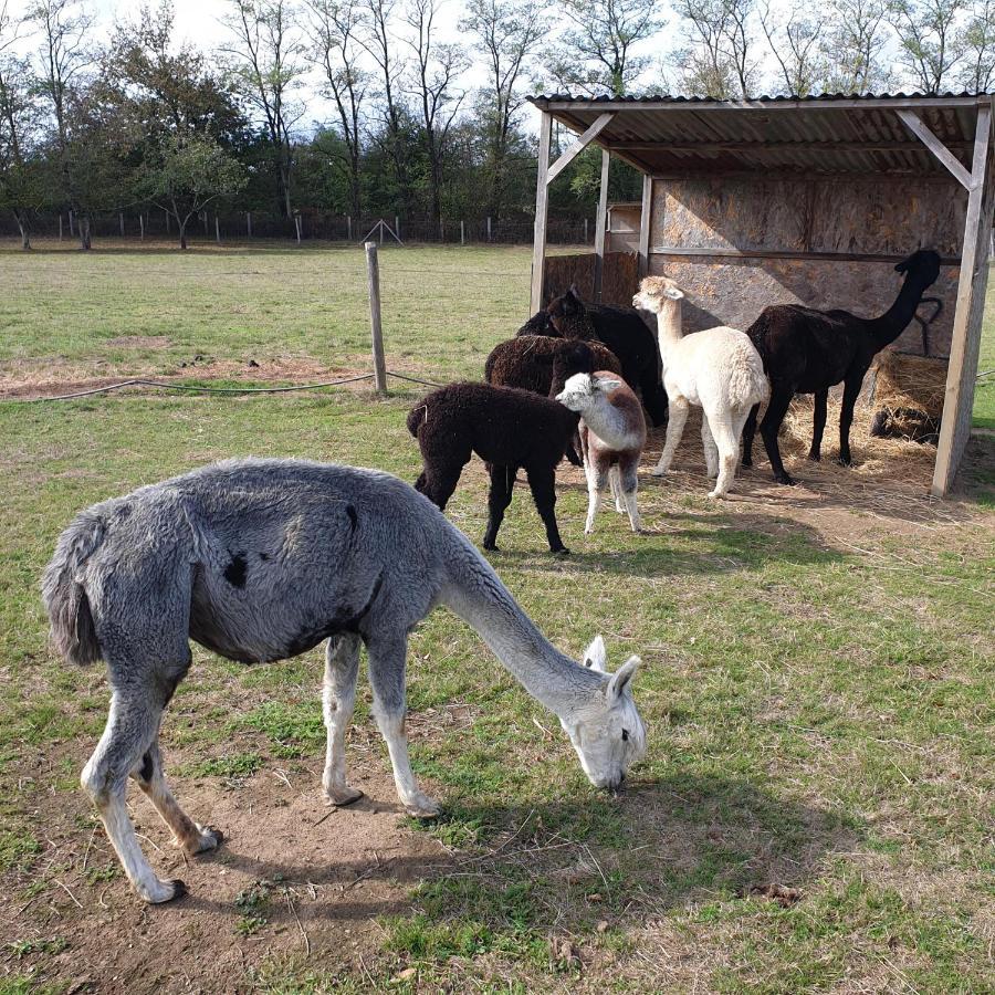 The Alpaca B&B Chalais  Екстериор снимка
