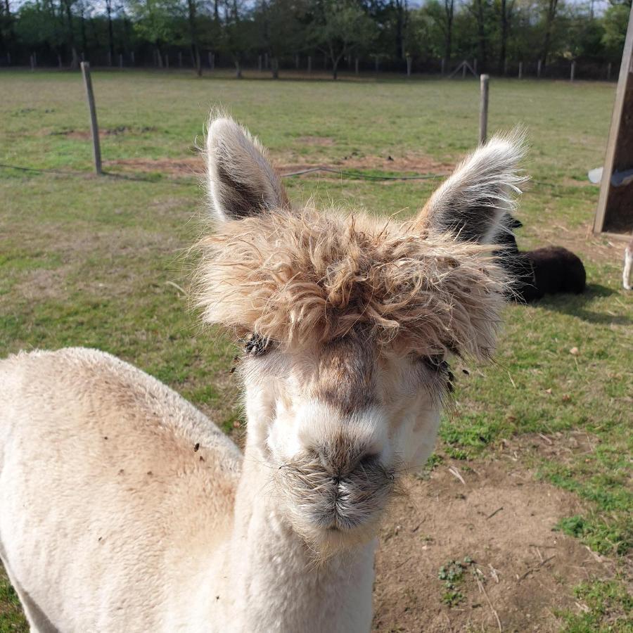 The Alpaca B&B Chalais  Екстериор снимка