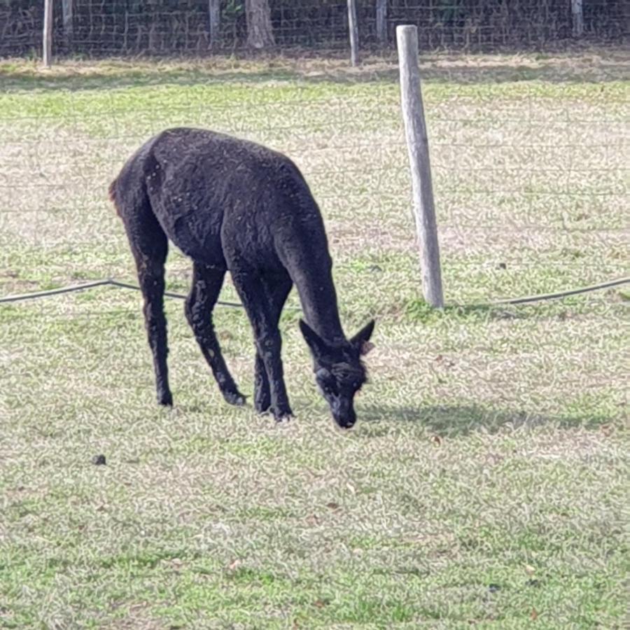 The Alpaca B&B Chalais  Екстериор снимка