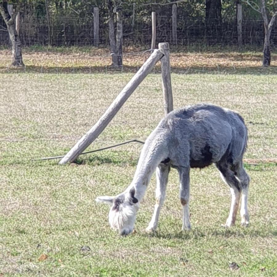 The Alpaca B&B Chalais  Екстериор снимка