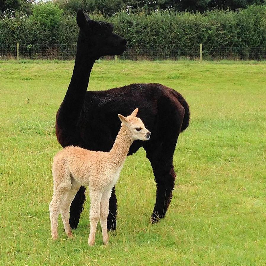 The Alpaca B&B Chalais  Екстериор снимка